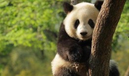 熊猫头爆料娱乐圈,娱乐圈幕后真相大曝光